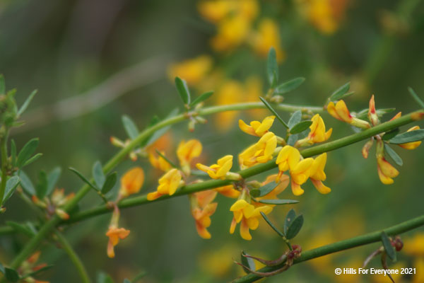 Small flowers that change color at the base of the branch from dark red to orange to yellow with blurred flowers in the background.