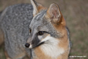 Grey Fox in Puente Hills
