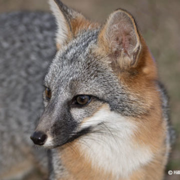 Grey Fox in Puente Hills