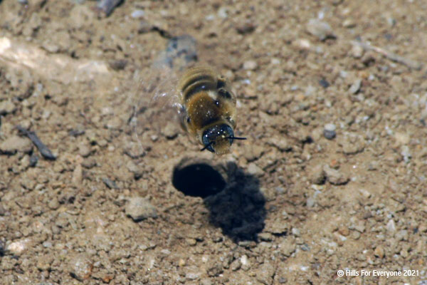 A small bee mid-flight with honey on its head flies out of a circular hole in the ground with scattered small pebbles on the ground.