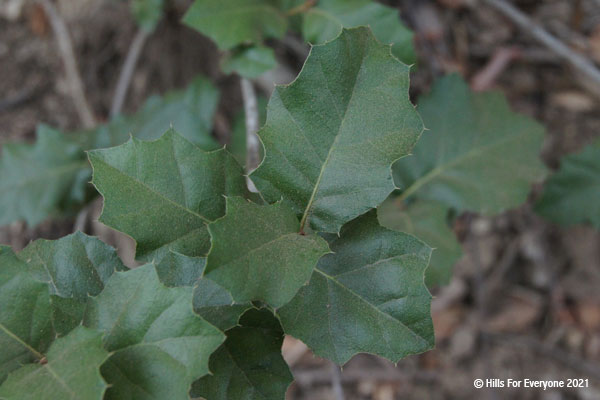 A close up image of a set of green leaves with small dots and curved leave edges with sharp tips and dirt/debris in the background.