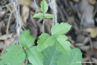 Fun Fact – Poison Oak