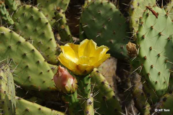Multiple green cactus pads with sharp spines at regular intervals with a bright yellow flower in the center a slightly pink flower to its left.