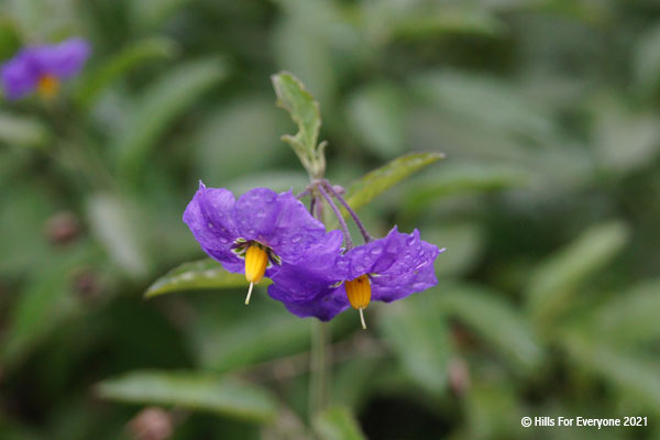 Two purple flowers with dew and bright yellow centers on a branch with leaves and many blurred leaves in the background.