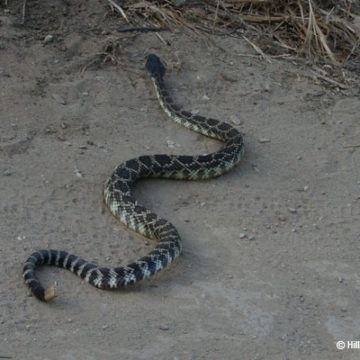 Rattlesnake Alert!