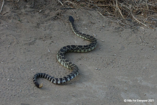 A rattlesnake with multiple rattles on its tail makes its way across a trail toward the brush above.