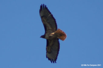 Bald Eagle Story