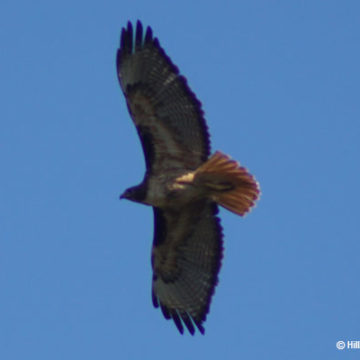 Bald Eagle Story