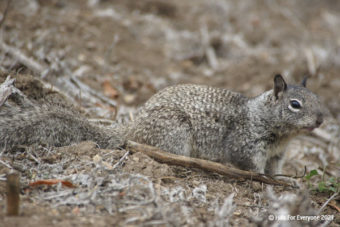 National Wildlife Week