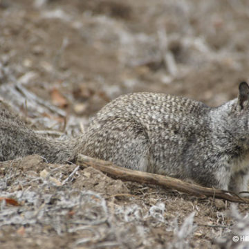 National Wildlife Week