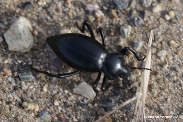 A black beetle walks on the dirt over a variety of neutral colored pebbles and a piece of dry piece of grass.