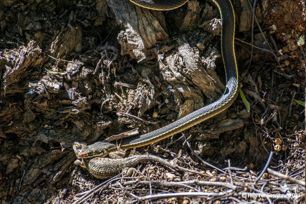 A snake with a black base and yellow ribbons of color from head to tail winds down a tree trunk with a lizard in its mouth.