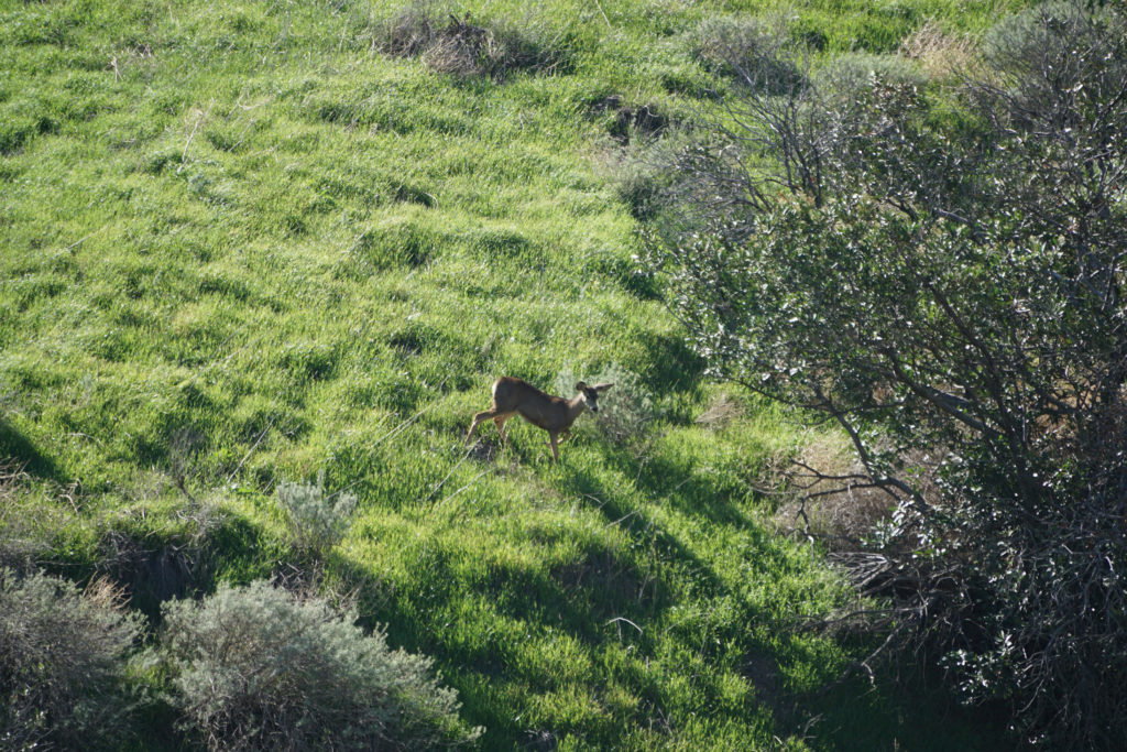 A mule deer walks across a hillside toward cover on the First National Investment Properties land.