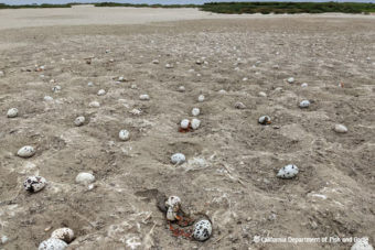 Careless Humans Kill 1,500 Terns