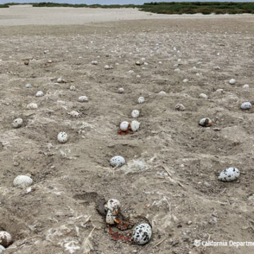 Careless Humans Kill 1,500 Terns