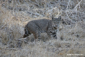 Bobcat Facts