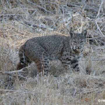 Bobcat Facts