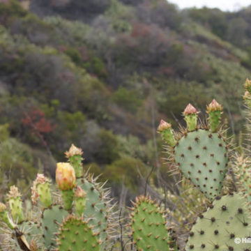 California Landscapes