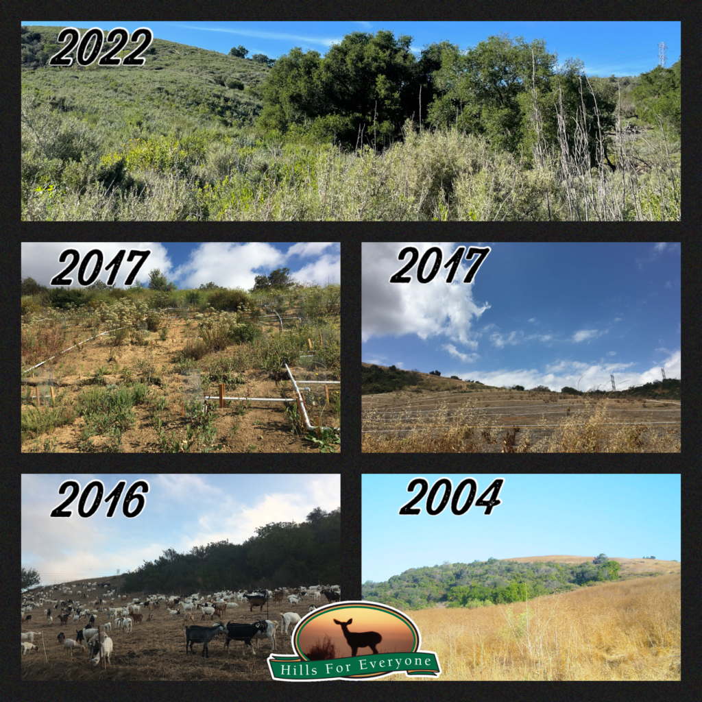 A collage of photos with dates from 2022, 2017, 2016, and 2004 showing the progress in from newly restored habitat to what it had been previously with the Hills For Everyone logo in the bottom center.