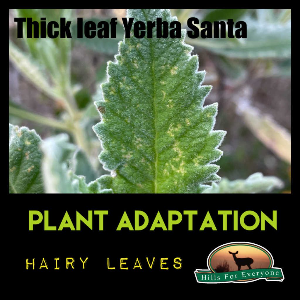 Plant Adaptations Hairy Leaves Hills For Everyone