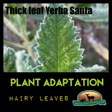 Plant Adaptations: Hairy Leaves