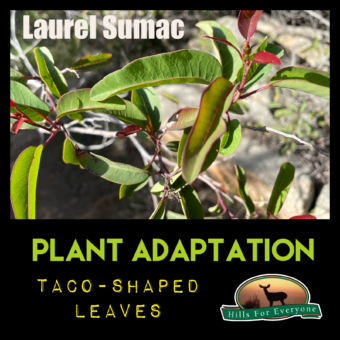 Plant Adaptations: Taco Shaped Leaves