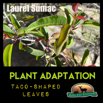 Plant Adaptations: Taco Shaped Leaves