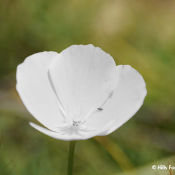 Ghost Poppy Discovered Locally