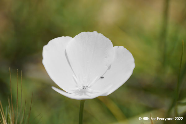 Ghost Poppy Discovered Locally