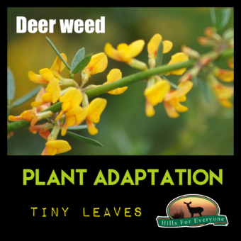 Plant Adaptations: Tiny Leaves