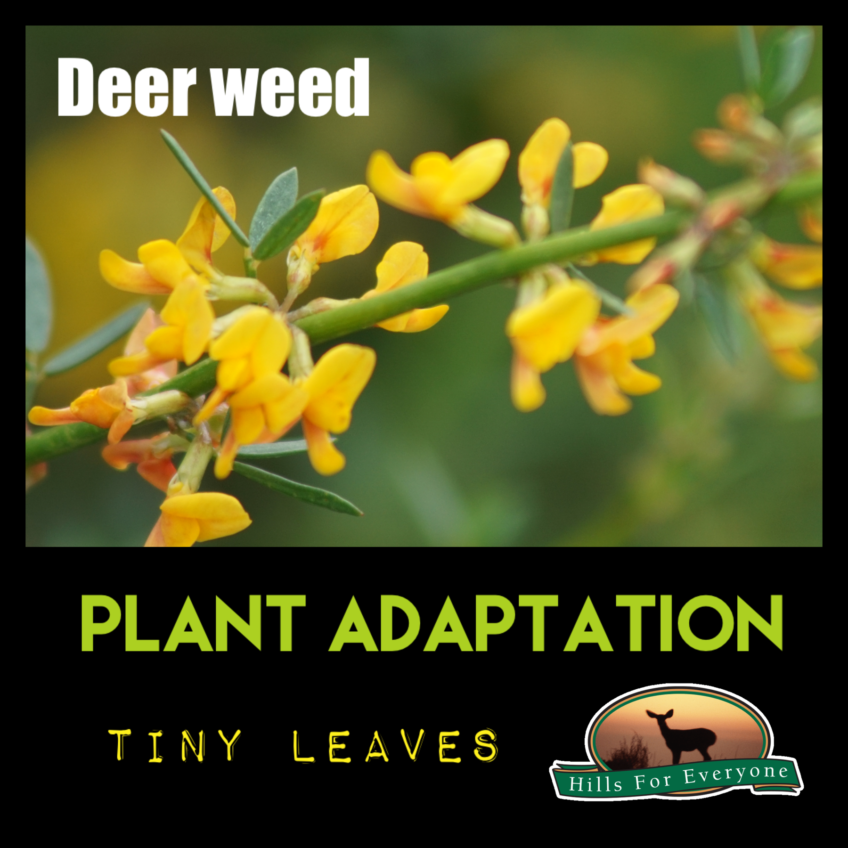Plant Adaptations: Tiny Leaves