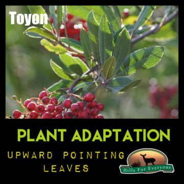 Plant Adaptations: Upward Pointing Leaves