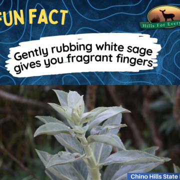 Fragrant White Sage