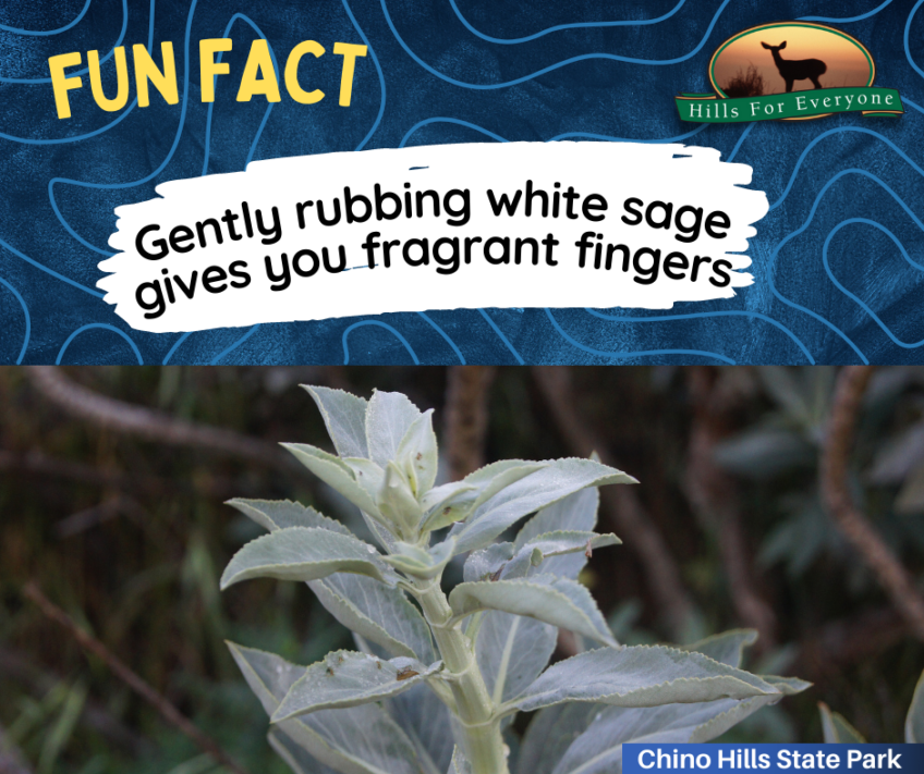 Fragrant White Sage