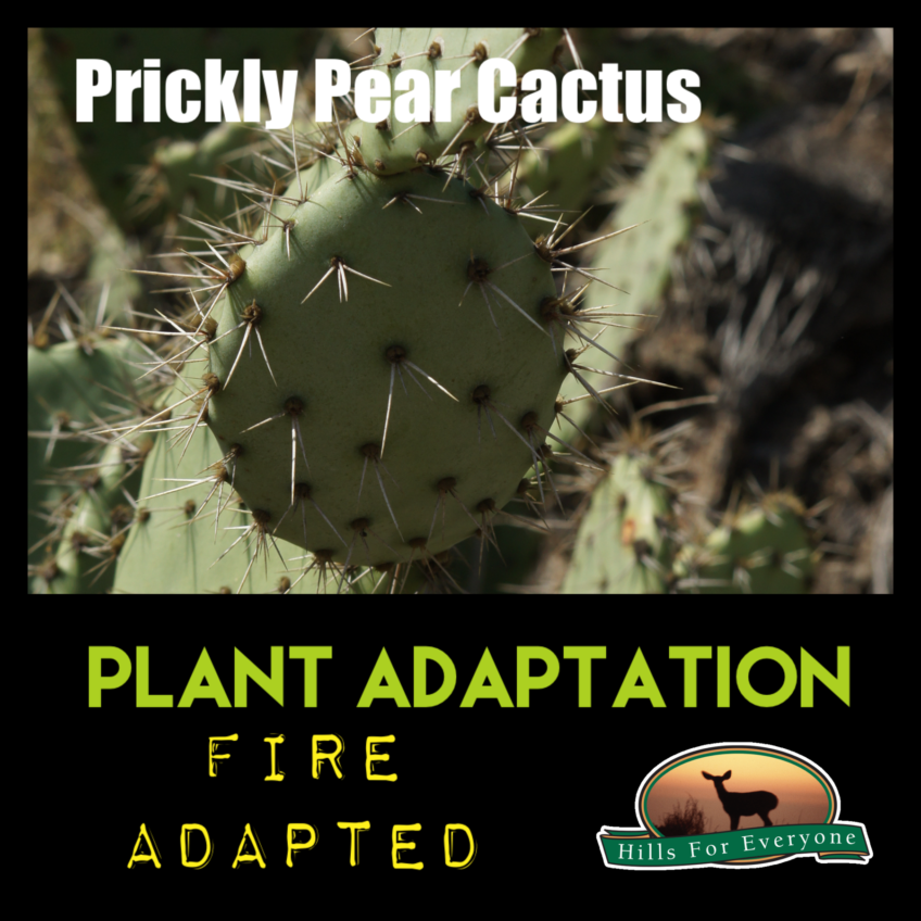 Plant Adaptations: Fire Adapted