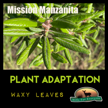 Plant Adaptations: Waxy Leaves