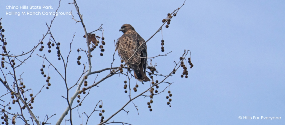 Red Tailed Hawk