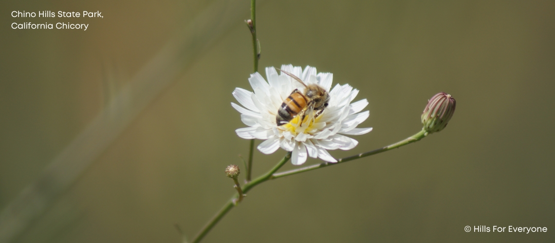 California Chicory