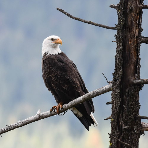 Bald Eagles Stay on Nests During Storms