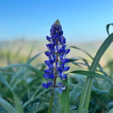 Importance of Chino Hills State Park