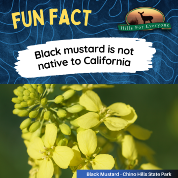 Black Mustard