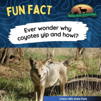 Coyote Communication