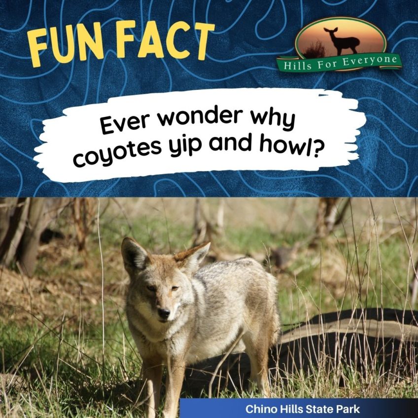 Coyote Communication