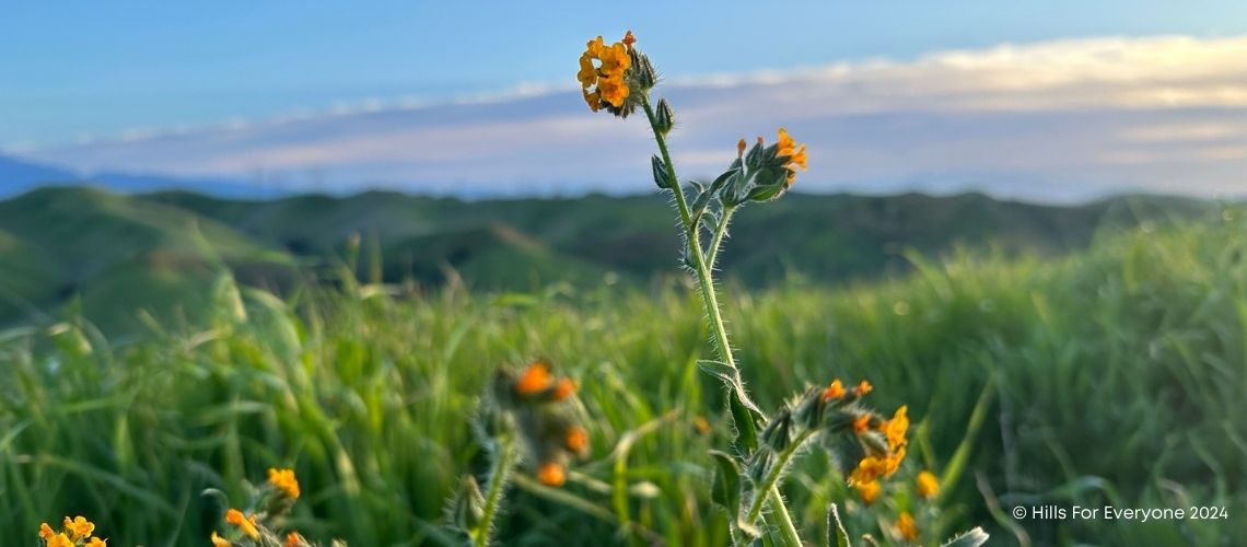 Fiddlenecks