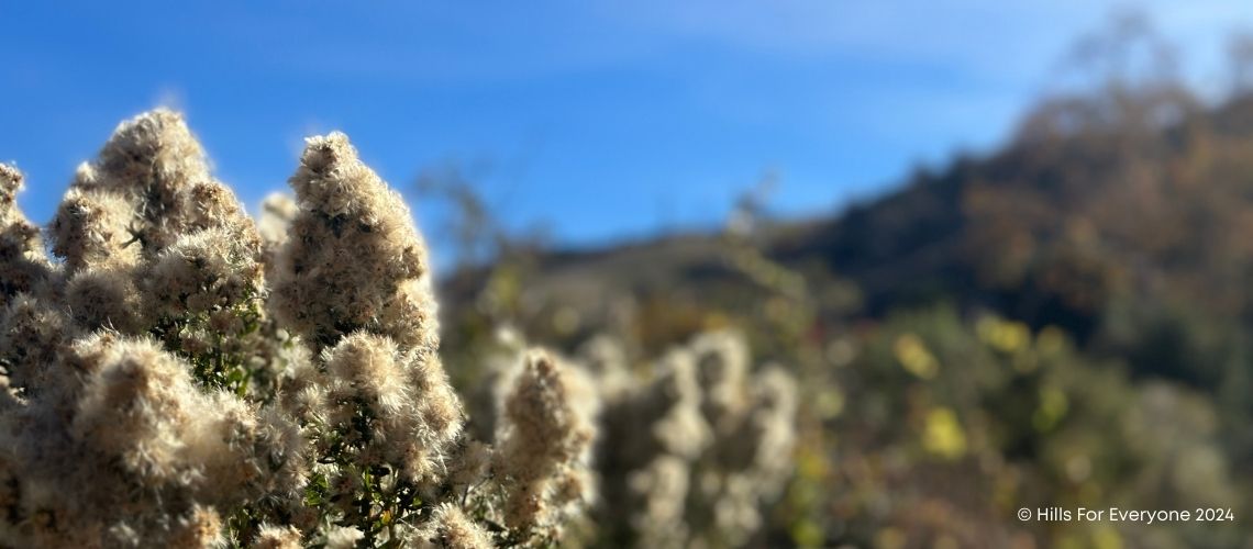 Coyote Brush