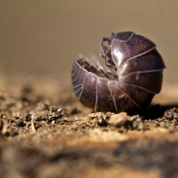 Pill Bugs & Soil Health