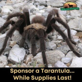 Sponsor a Tarantula