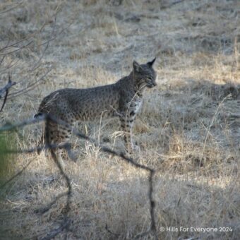 Wildlife Survey Available