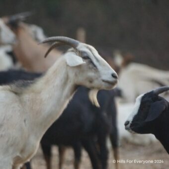 Authority’s Goat Grazing