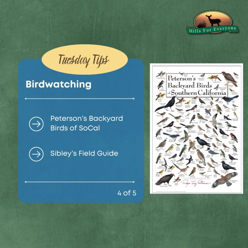 Birdwatching Tips 4 of 5